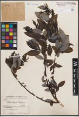 Foto von Salix dibapha C. K. Schneid.